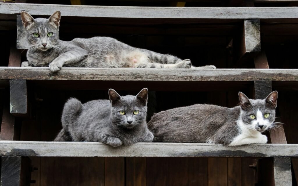 Por que os gatos gostam de ficar em lugares altos?